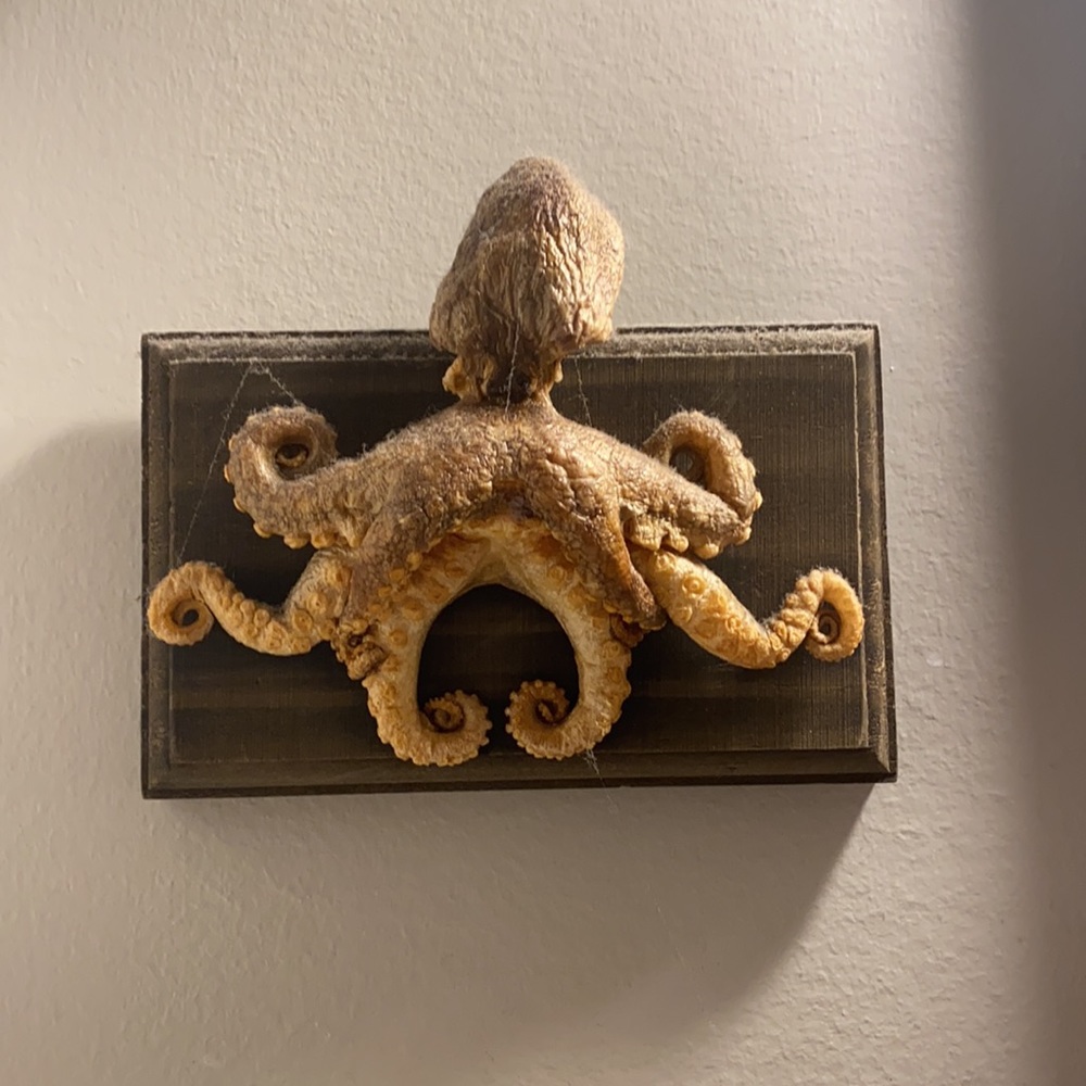 Dried/taxidermy octopus wall art - Picture 2 of 4